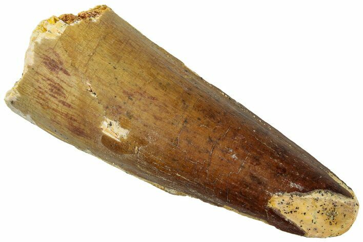 Fossil Spinosaurus Tooth - Real Dinosaur Tooth #310897